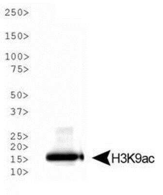Western Blot: Histone H3 [ac Lys9] Antibody [NB21-1074] - Analysis of Histone H3 K9ac in NIH/3T3 histone preps. Observed molecular weight is ~15 kDa.
